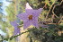  (Solanum trilobatum - DNAFR001181)  @11 [ ] Copyright (2015) Gujarat Biodiversity Gene Bank, GSBTM, DST, GoG Gujarat Biodiversity Gene Bank, GSBTM, DST, GoG