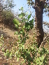  (Gymnosporia emarginata - DNAFR001156)  @11 [ ] Copyright (2015) Gujarat Biodiversity Gene Bank, GSBTM, DST, GoG Gujarat Biodiversity Gene Bank, GSBTM, DST, GoG