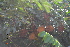  ( - DNAFR001173)  @11 [ ] Copyright (2015) Gujarat Biodiversity Gene Bank, GSBTM, DST, GoG Gujarat Biodiversity Gene Bank, GSBTM, DST, GoG