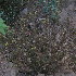 ( - DNAFR001227)  @11 [ ] Copyright (2015) Gujarat Biodiversity Gene Bank, GSBTM, DST, GoG Gujarat Biodiversity Gene Bank, GSBTM, DST, GoG