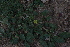  ( - DNAFR001505)  @11 [ ] Copyright (2016) Gujarat Biodiversity Gene Bank, GSBTM, DST, GoG Gujarat Biodiversity Gene Bank, GSBTM, DST, GoG