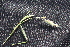  ( - DNAFR001506)  @11 [ ] Copyright (2016) Gujarat Biodiversity Gene Bank, GSBTM, DST, GoG Gujarat Biodiversity Gene Bank, GSBTM, DST, GoG