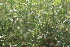  ( - DNAFR001384)  @11 [ ] Copyright (2016) Gujarat Biodiversity Gene Bank, GSBTM, DST, GoG Gujarat Biodiversity Gene Bank, GSBTM, DST, GoG