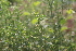  ( - DNAFR001384)  @11 [ ] Copyright (2016) Gujarat Biodiversity Gene Bank, GSBTM, DST, GoG Gujarat Biodiversity Gene Bank, GSBTM, DST, GoG