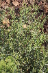  ( - DNAFR001384)  @11 [ ] Copyright (2016) Gujarat Biodiversity Gene Bank, GSBTM, DST, GoG Gujarat Biodiversity Gene Bank, GSBTM, DST, GoG
