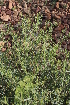  ( - DNAFR001384)  @11 [ ] Copyright (2016) Gujarat Biodiversity Gene Bank, GSBTM, DST, GoG Gujarat Biodiversity Gene Bank, GSBTM, DST, GoG