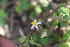  ( - DNAFR001387)  @11 [ ] Copyright (2016) Gujarat Biodiversity Gene Bank, GSBTM, DST, GoG Gujarat Biodiversity Gene Bank, GSBTM, DST, GoG
