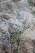  ( - DNAFR001392)  @11 [ ] Copyright (2016) Gujarat Biodiversity Gene Bank, GSBTM, DST, GoG Gujarat Biodiversity Gene Bank, GSBTM, DST, GoG