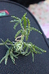  (Blepharis repens - DNAFR001393)  @11 [ ] Copyright (2016) Gujarat Biodiversity Gene Bank, GSBTM, DST, GoG Gujarat Biodiversity Gene Bank, GSBTM, DST, GoG
