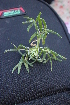  ( - DNAFR001393)  @11 [ ] Copyright (2016) Gujarat Biodiversity Gene Bank, GSBTM, DST, GoG Gujarat Biodiversity Gene Bank, GSBTM, DST, GoG