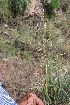  ( - DNAFR001395)  @11 [ ] Copyright (2016) Gujarat Biodiversity Gene Bank, GSBTM, DST, GoG Gujarat Biodiversity Gene Bank, GSBTM, DST, GoG