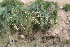  ( - DNAFR001395)  @11 [ ] Copyright (2016) Gujarat Biodiversity Gene Bank, GSBTM, DST, GoG Gujarat Biodiversity Gene Bank, GSBTM, DST, GoG