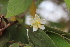  ( - DNAFR001528)  @11 [ ] Copyright (2016) Gujarat Biodiversity Gene Bank, GSBTM, DST, GoG Gujarat Biodiversity Gene Bank, GSBTM, DST, GoG