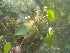  (Jacquemontia paniculata - DNAFR001433)  @11 [ ] Copyright (2016) Gujarat Biodiversity Gene Bank, GSBTM, DST, GoG Gujarat Biodiversity Gene Bank, GSBTM, DST, GoG