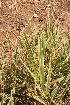  (Sasa palmata - DNAFR001453)  @11 [ ] Copyright (2016) Gujarat Biodiversity Gene Bank, GSBTM, DST, GoG Gujarat Biodiversity Gene Bank, GSBTM, DST, GoG