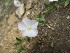  ( - DNAFR001549)  @11 [ ] Copyright (2016) Gujarat Biodiversity Gene Bank, GSBTM, DST, GoG Gujarat Biodiversity Gene Bank, GSBTM, DST, GoG