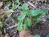  (Ipomoea calycina - DNAFR001554)  @11 [ ] Copyright (2016) Gujarat Biodiversity Gene Bank, GSBTM, DST, GoG Gujarat Biodiversity Gene Bank, GSBTM, DST, GoG