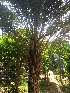  ( - DNAFR001418)  @11 [ ] Copyright (2016) Gujarat Biodiversity Gene Bank, GSBTM, DST, GoG Gujarat Biodiversity Gene Bank, GSBTM, DST, GoG