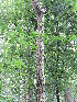  (Falconeria - DNAFR001688)  @11 [ ] Copyright (2016) Gujarat Biodiversity Gene Bank, GSBTM, DST, GoG Gujarat Biodiversity Gene Bank