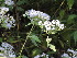  ( - DNAFR001692)  @11 [ ] Copyright (2016) Gujarat Biodiversity Gene Bank, GSBTM, DST, GoG Gujarat Biodiversity Gene Bank
