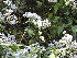  (Chromolaena - DNAFR001692)  @11 [ ] Copyright (2016) Gujarat Biodiversity Gene Bank, GSBTM, DST, GoG Gujarat Biodiversity Gene Bank