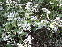  ( - DNAFR001692)  @11 [ ] Copyright (2016) Gujarat Biodiversity Gene Bank, GSBTM, DST, GoG Gujarat Biodiversity Gene Bank