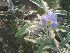  (Solanum forskalii - DNAFR001694)  @11 [ ] Copyright (2016) Gujarat Biodiversity Gene Bank, GSBTM, DST, GoG Gujarat Biodiversity Gene Bank, GSBTM, DST, GoG