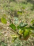  ( - DNAFR001703)  @11 [ ] Copyright (2016) Gujarat Biodiversity Gene Bank, GSBTM, DST, GoG Gujarat Biodiversity Gene Bank, GSBTM, DST, GoG