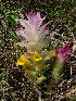  ( - DNAFR001709)  @11 [ ] Copyright (2016) Gujarat Biodiversity Gene Bank, GSBTM, DST, GoG Gujarat Biodiversity Gene Bank, GSBTM, DST, GoG
