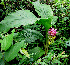  ( - DNAFR001709)  @11 [ ] Copyright (2016) Gujarat Biodiversity Gene Bank, GSBTM, DST, GoG Gujarat Biodiversity Gene Bank, GSBTM, DST, GoG