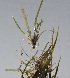  ( - DNAFR001716)  @11 [ ] Copyright (2016) Gujarat Biodiversity Gene Bank, GSBTM, DST, GoG Gujarat Biodiversity Gene Bank, GSBTM, DST, GoG