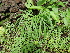  (Amorphophallus margaritifer - DNAFR001723)  @11 [ ] Copyright (2016) Gujarat Biodiversity Gene Bank, GSBTM, DST, GoG Gujarat Biodiversity Gene Bank, GSBTM, DST, GoG
