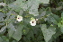  (Hewittia - DNAFR001727)  @11 [ ] Copyright (2016) Gujarat Biodiversity Gene Bank, GSBTM, DST, GoG Gujarat Biodiversity Gene Bank, GSBTM, DST, GoG
