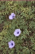  (Ipomoea cairica var. indica - DNAFR001623)  @11 [ ] Copyright (2016) Gujarat Biodiversity Gene Bank Gujarat Biodiversity Gene Bank