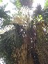  ( - DNAFR001648)  @11 [ ] Copyright (2016) Gujarat Biodiversity Gene Bank, GSBTM, DST, GoG Gujarat Biodiversity Gene Bank