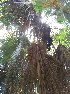  ( - DNAFR001648)  @11 [ ] Copyright (2016) Gujarat Biodiversity Gene Bank, GSBTM, DST, GoG Gujarat Biodiversity Gene Bank