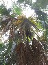  ( - DNAFR001648)  @11 [ ] Copyright (2016) Gujarat Biodiversity Gene Bank, GSBTM, DST, GoG Gujarat Biodiversity Gene Bank