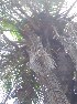  ( - DNAFR001652)  @11 [ ] Copyright (2016) Gujarat Biodiversity Gene Bank, GSBTM, DST, GoG Gujarat Biodiversity Gene Bank