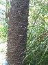  ( - DNAFR001652)  @11 [ ] Copyright (2016) Gujarat Biodiversity Gene Bank, GSBTM, DST, GoG Gujarat Biodiversity Gene Bank