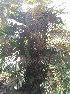  ( - DNAFR001655)  @11 [ ] Copyright (2016) Gujarat Biodiversity Gene Bank, GSBTM, DST, GoG Gujarat Biodiversity Gene Bank