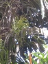  ( - DNAFR001655)  @11 [ ] Copyright (2016) Gujarat Biodiversity Gene Bank, GSBTM, DST, GoG Gujarat Biodiversity Gene Bank