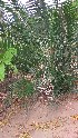  ( - DNAFR001663)  @11 [ ] Copyright (2016) Gujarat Biodiversity Gene Bank, GSBTM, DST, GoG Gujarat Biodiversity Gene Bank