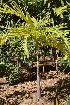  ( - DNAFR001667)  @11 [ ] Copyright (2016) Gujarat Biodiversity Gene Bank, GSBTM, DST, GoG Gujarat Biodiversity Gene Bank