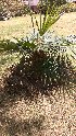  ( - DNAFR001672)  @11 [ ] Copyright (2016) Gujarat Biodiversity Gene Bank, GSBTM, DST, GoG Gujarat Biodiversity Gene Bank