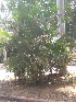  ( - DNAFR001676)  @11 [ ] Copyright (2016) Gujarat Biodiversity Gene Bank, GSBTM, DST, GoG Gujarat Biodiversity Gene Bank