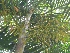  ( - DNAFR001676)  @11 [ ] Copyright (2016) Gujarat Biodiversity Gene Bank, GSBTM, DST, GoG Gujarat Biodiversity Gene Bank