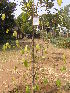  ( - DNAFR001765)  @11 [ ] Copyright (2017) Gujarat Biodiversity Gene Bank, GSBTM, DST, GoG Gujarat Biodiversity Gene Bank, GSBTM, DST, GoG