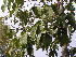  (Sterculia balanghas - DNAFR001766)  @11 [ ] Copyright (2017) Gujarat Biodiversity Gene Bank, GSBTM, DST, GoG Gujarat Biodiversity Gene Bank, GSBTM, DST, GoG