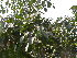  (Ficus benjamina var. nuda - DNAFR001774)  @11 [ ] Copyright (2017) Gujarat Biodiversity Gene Bank, GSBTM, DST, GoG Gujarat Biodiversity Gene Bank, GSBTM, DST, GoG