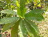  ( - DNAFR001779)  @11 [ ] Copyright (2017) Gujarat Biodiversity Gene Bank, GSBTM, DST, GoG Gujarat Biodiversity Gene Bank, GSBTM, DST, GoG